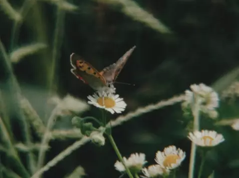 The Extinction of Landscape